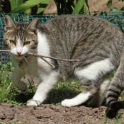 Photo de Chat domestique