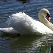 Photo de Cygne