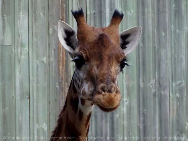 Photo de Girafe