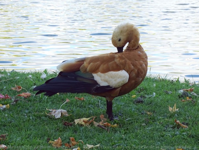 Photo de Canard tadorne casarca