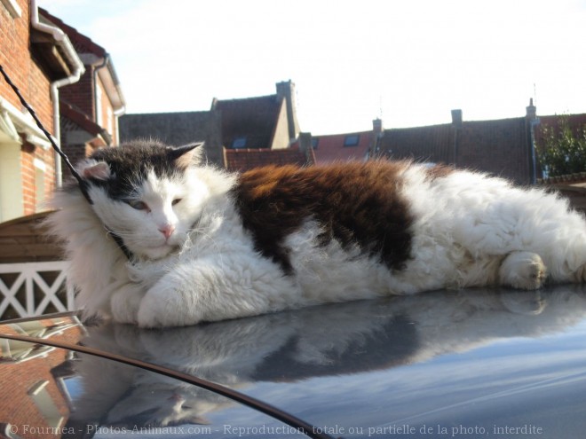 Photo de Chat domestique