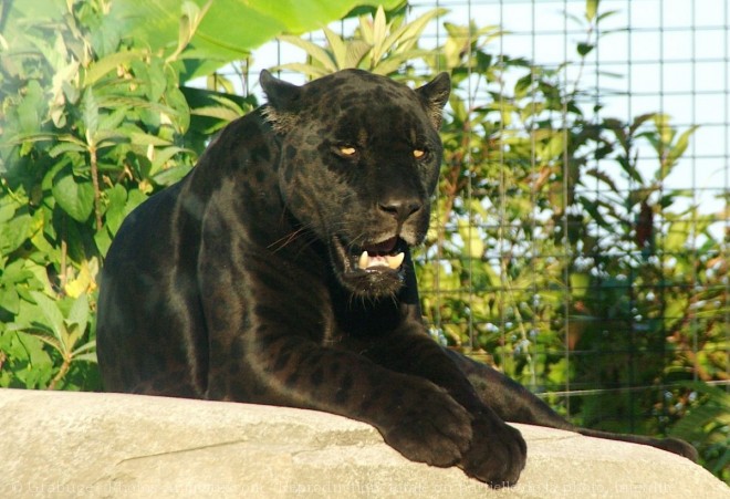 Photo de Jaguar