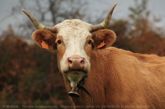 Photo de Vache