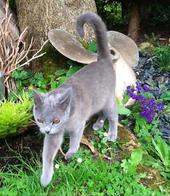 Photo de Chartreux