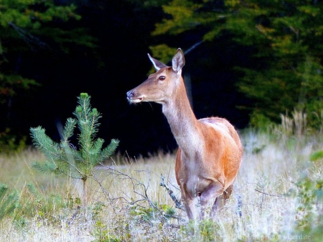 Photo de Biche