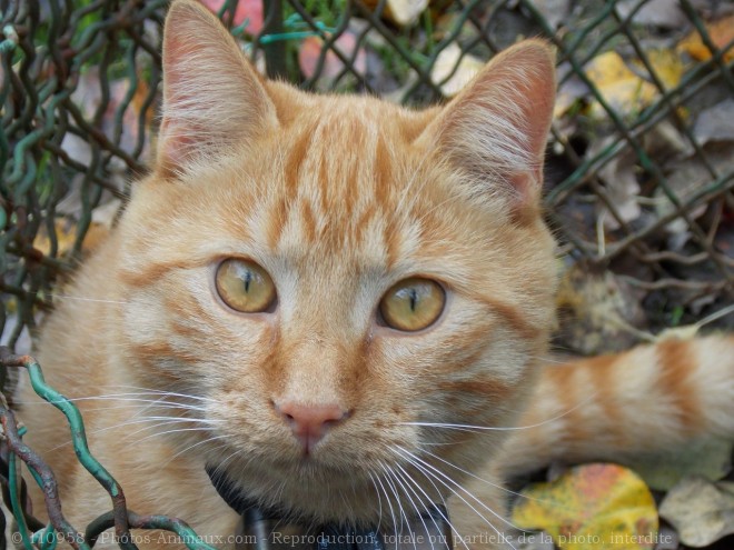 Photo de Chat domestique