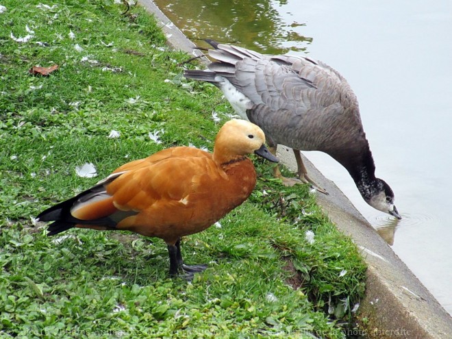 Photo de Canard tadorne casarca