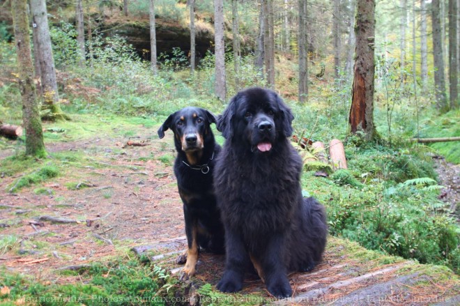 Photo de Chien de terre-neuve