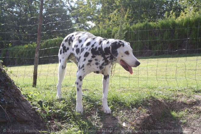 Photo de Dalmatien