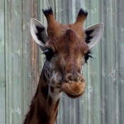 Photo de Girafe