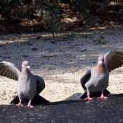 Photo de Pigeon - nouvelle-guine