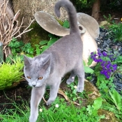 Photo de Chartreux