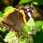 Photo de Papillon - vulcain