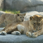 Photo de Lion