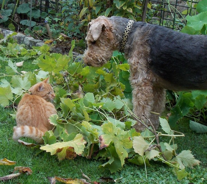 Photo de Races diffrentes