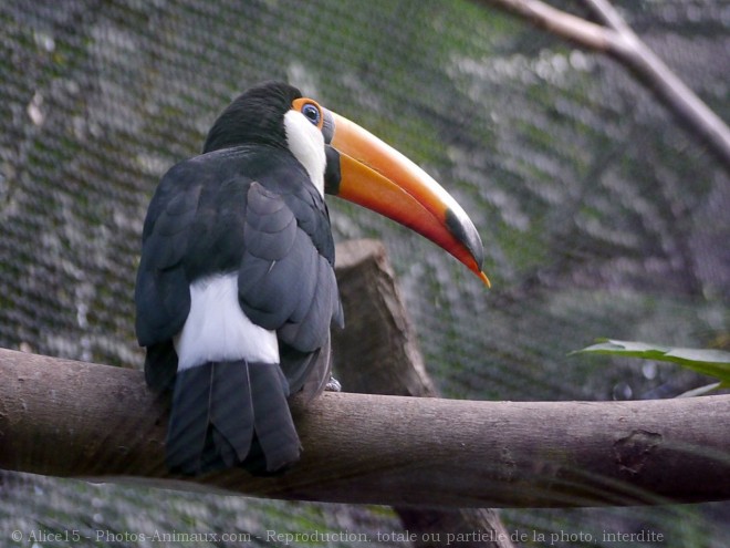 Photo de Toucan