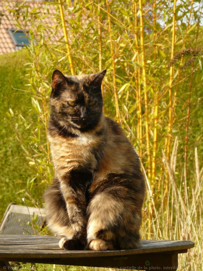 Photo de Chat domestique