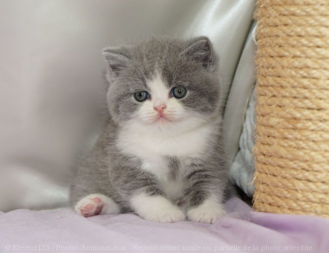 Photo de British shorthair