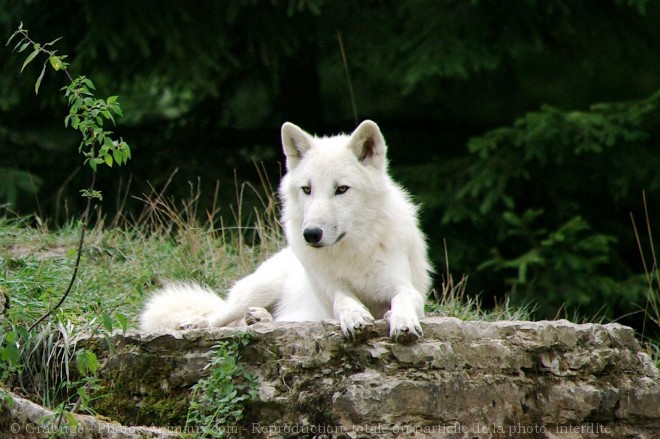 Photo de Loup