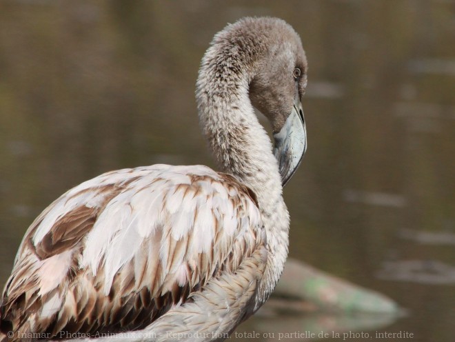 Photo de Flamand rose