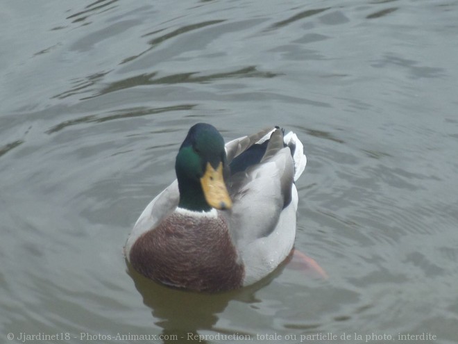 Photo de Canard colvert