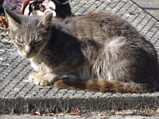 Photo de Chat domestique