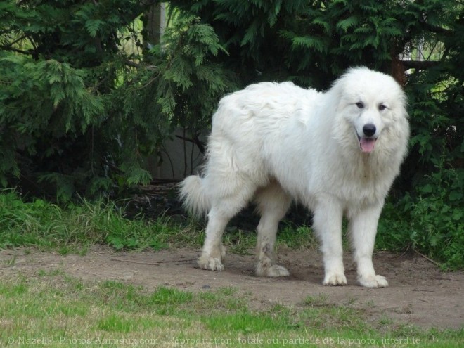 Photo de Chien de montagne des pyrnes