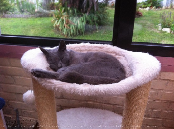 Photo de Chartreux