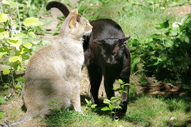 Photo de Chat des marais