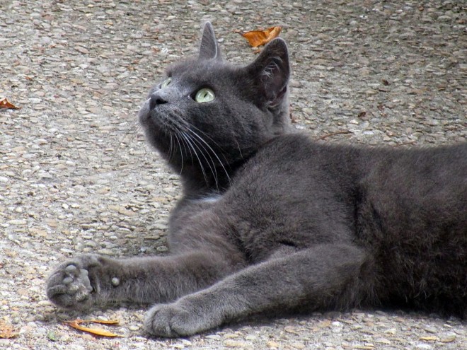 Photo de Chat domestique