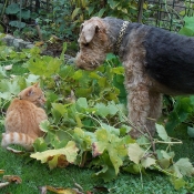 Photo de Races diffrentes