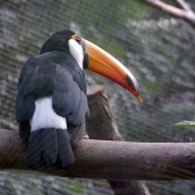 Photo de Toucan