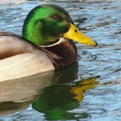 Photo de Canard colvert