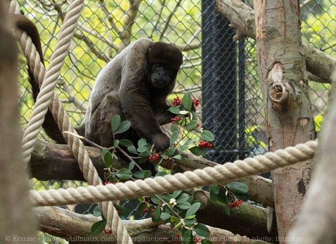 Photo de Singe