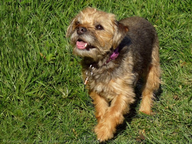 Photo de Border terrier