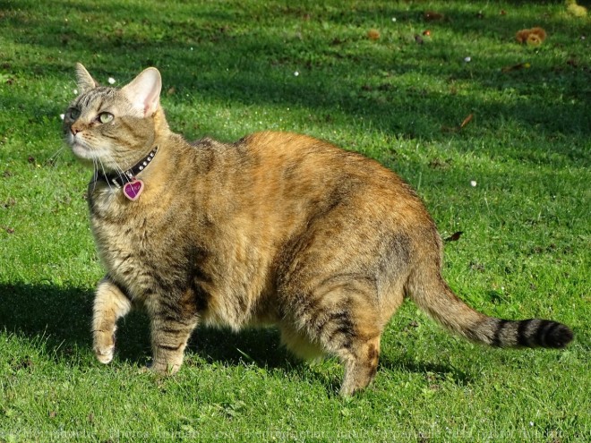 Photo de Chat domestique