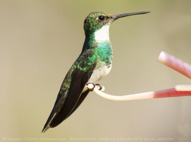 Photo de Colibri