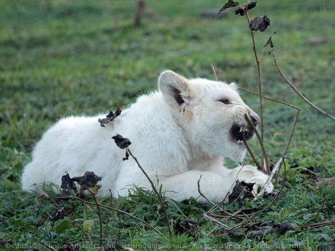 Photo de Lion