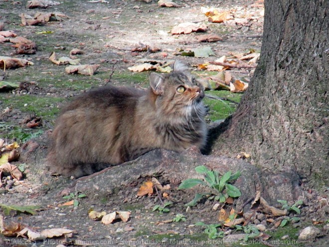 Photo de Chat domestique