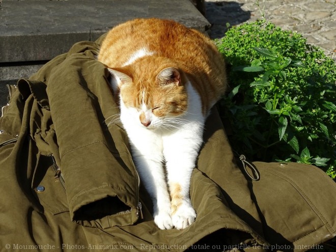 Photo de Chat domestique