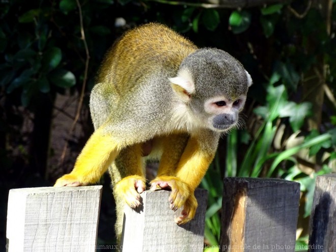 Photo de Singe - samiri