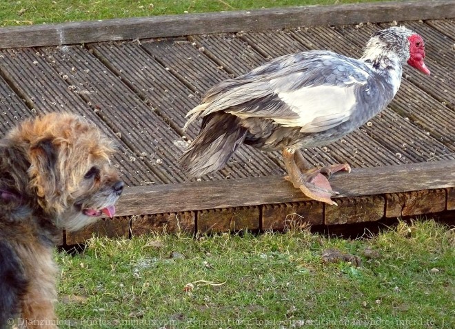 Photo de Canard de barbarie