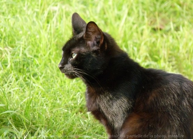 Photo de Chat domestique