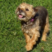 Photo de Border terrier