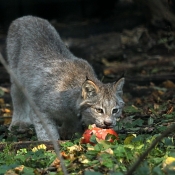 Photo de Lynx