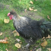 Photo de Poule