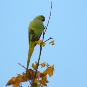 Photo de Perruche  collier