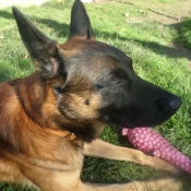 Photo de Berger belge malinois