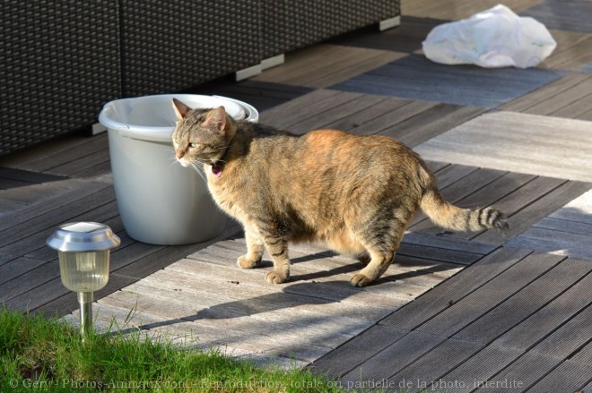 Photo de Chat domestique