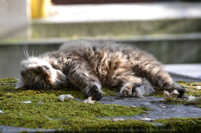 Photo de Chat domestique